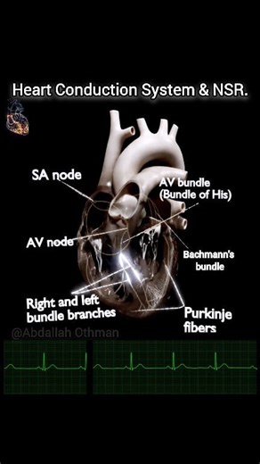 Cardiac conduction system.⚡ This intricate network of specialized cardiomyocytes—including the sinoatrial (SA) node, atrioventricular (AV) node, and the His-Purkinje system—orchestrates the precise, sequential depolarization that underlies normal sinus rhythm. #Cardiology #Electrophysiology #CardiacAnatomy | Abdallah Othman