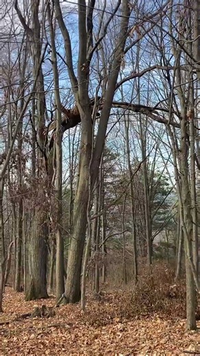 Bending tree in the wind