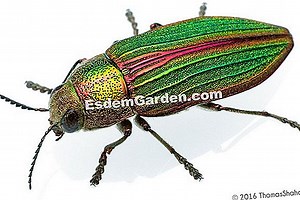 Bupreste, Coroebus Florentinus: Tratamiento Y Lucha 🌿 Todo Sobre Jardinería Y Diseño De Jardines - 2025