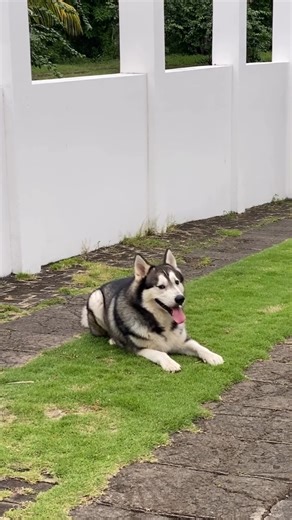 I love you my handsome fat ❤️ #husky #dogbreed #huskies #siberianhusky #funny #funnydog #puppy | Hello Husky