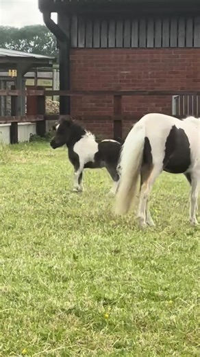 12K views · 676 reactions | Horse so cute❤#horse #horses #horsepower #horseriding #horselover #fyp | Luismariz-Mark | Facebook