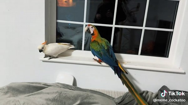 MeMe, Oro, Aya & Maggie ❤️ on TikTok