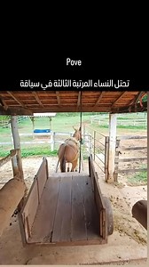 53K views · 131 reactions | 藍 #driving #driver #women | كنوزْ الحكمة | Facebook