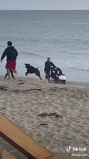 Dog Chasing Stranger Prank on the Beach
