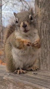 Petit écureuil roux trop mignon ! #squirrel #nature #squirrels #squirrelsofinstagram #wildlife #eichh #animals #squirrellove #squirrellife #naturephotography #rnchen #wildlifephotography #nuts #animal #photography #redsquirrel #squirrelwatching #cute #about #squirrelsofig #squirrelphotography #animalphotography #love #squirrellover #squirrelwhisperer #squirrelfanworld #naturelovers #photooftheday #ilovesquirrels #squirrelfriends | Mathieu Labrosse - Photographie en Nature