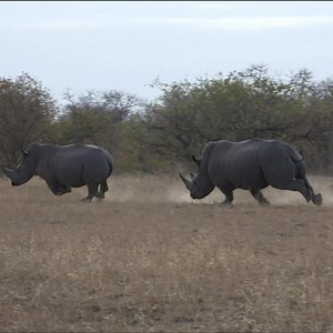 A big white rhino bull chases a young male away from a family group! #robtheranger #natureismetal | Rob The Ranger Wildlife Videos