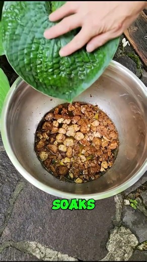 The 500-Year-Old Ink Made From Wasp Eggs