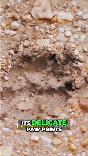 Arabian Sand Fox: Secrets of the Desert Hunter #animalfacts #natureshorts