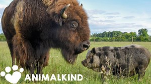 1200-Pound Bison Takes Care of Every Animal on Farm - 1Funny.com