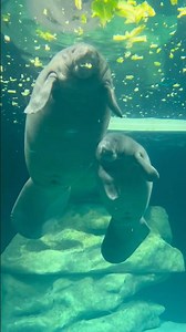 Manatee Feeding is Amazing to Watch!