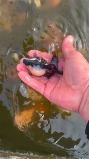 Pearl goldfish can also be sold! Black and white pearl goldfish #fish #koi #aquarium