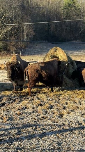 Buffalo Spotting / Gatlinburg #Bison