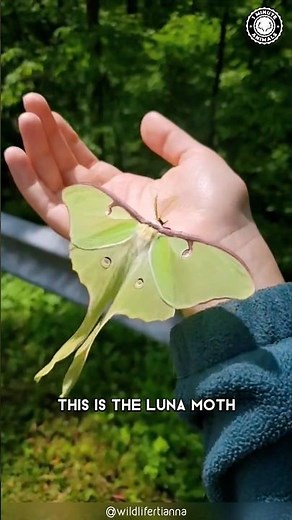 Luna Moth 🦋 The Most BREATHTAKING Moth?
