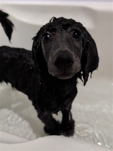 Poodle Puppy Needs a Bath 😅 #dog #poodle