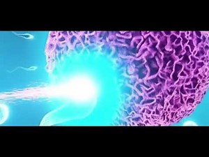 Scientists have observed a 'zinc spark,' a flash of light, at the moment a sperm fertilizes an egg.