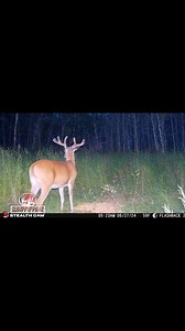 2.2K views · 38 reactions | A new favourite! Stealth Cam and their new FlashBack cell camera. Crystal clear FULL COLOUR night photos . I miss the quality of the nighttime photos off the old flash cameras but white flash back and better than ever. Monster Meal Deer Attractant | Canadian Whitetail | Facebook