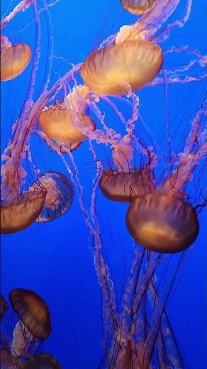 You Won’t Believe How Beautiful These Jellyfish Are 🪼 Monterey Bay Aquarium