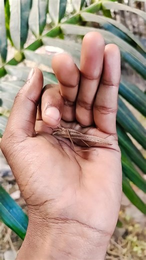 It is the Smaller shiny jewel beetle#beautifulinsects #nature #anyuniqueanimals #insects#😱😲😂🪲😲#funny