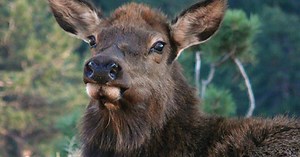 Big-game hunting license applications are open, hunters have until April 1 to apply