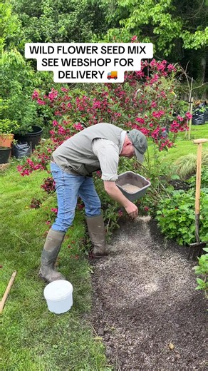 Wild Flower Seed Mix for Perennial Pollinators - Pergola Nurseries