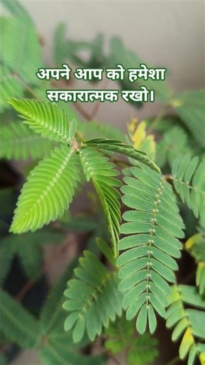 Touch Me Not Plant Care Day 19 part 2 #dailymotivation #mimosapudica #nature 🌿🍃#touchmenotplants