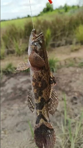 mancing dapat ikan bakut #fishing #mancing #mancingliar #viralvideo #viral