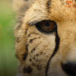 😸 Willow is the latest star in our series Meet the Cats! July is Meet the Cats month where we are releasing a new video every wednesday at 12pm! 😻 Willow joined our big cat family in November 2017 at four months old and played a starring role in the BBC Two series Big Cats About The House alongside our Director of Big Cats and Conservation Giles Clark. A real favourite for keepers and guests alike, Willow has grown into a wonderful little lady who is famous for her purring and affectionate nat