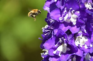 First Bumble Bee Added to Endangered Species List in United | Plants And Animals