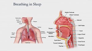 VIDEO: Snoring and Sleep Apnea: What is It and How Do I Stop?