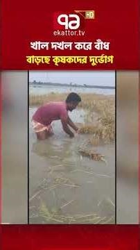 চাঁপাইনবাবাগঞ্জের বিলে অবৈধ বাঁধ, হুমকিতে ৫ হাজার বিঘা ধানের জমি | Chapainawabganj | Ekattor TV