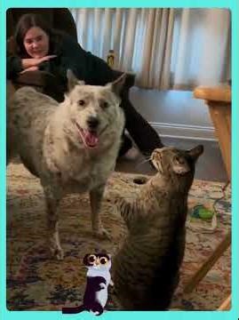 Cats Bullying Dogs & Stealing Their Beds! 😹