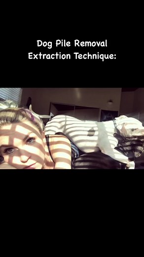 267K views · 2.7K reactions | Before you find yourself buried under a dog pile, have an emergency plan藍 #dogreels #dogsofb #pitbulllife #pitmix #staffymix #pitbulllife #dogmom #dogmoms #dogmom #reels #cutedogs #funnydogs #adoptdontshop #rescuedogs #dogpile #doglovers | A Tale of 2 Pitties | Facebook