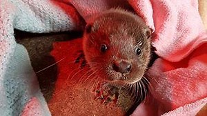 Happy #WorldOtterDay! Solent and Sarum were taken to RSPCA West Hatch Wildlife as orphaned cubs, but just look at the frolicking pair now: http://bit.ly/2rDGrni | RSPCA (England & Wales)
