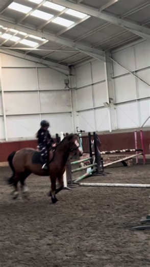 duke having a little jump round today xx #duke #whoisthisdiva? #boleydontduke #icon #mega