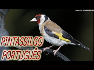 Ouça o Canto do Pintassilgo Português