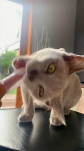 This is 6 month old Luna learning to have her teeth brushed! Although the technique isn't perfect, the tasty toothpaste and chewy fingerbrush make teeth brushing time a treat. 😺 Virbac's tasty CET Poultry flavoured toothpaste makes looking after your pets teeth easy! Ask your veterinarian about the Virbac CET Dental Range or visit our website for more infomation https://nz.virbac.com/cat/dental. | Virbac