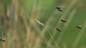 Bees, Honey Bees, Insects. Free Stock Video