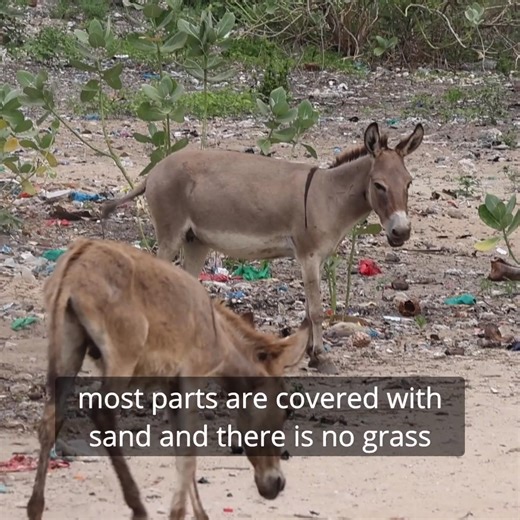 As World Environment Day highlights the urgent need to beat plastic pollution to protect our planet, we're shining a light on the danger it poses to Africa's donkeys. ⚠️ Find out how donkeys in Lamu, Kenya, are increasingly being put at risk of fatal harm by plastic waste ⬇️ | The Donkey Sanctuary