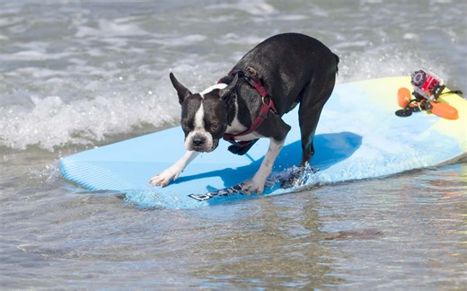 These Creative Ideas Put the "Fun" in Animal Shelter Fundraisers