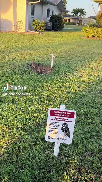 Florida Cookie on TikTok