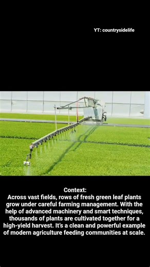 “Mass Production of Green Leaf Plants 🌿🚜 | Modern Farming”