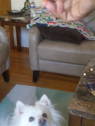 Mogli - My American Eskimo catches orange #americaneskimo #americaneskimodog