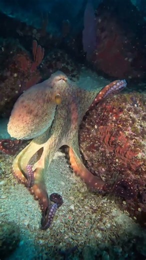 Colossal Octopus — Deep Sea GIANT! 🐙🌊