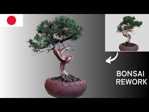Shimpaku Bonsai｜Revealing the Power of Jin【ASMR】