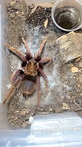 3.5M views · 10K reactions | Those color's are beautiful! ️ | Furry Tails | Facebook