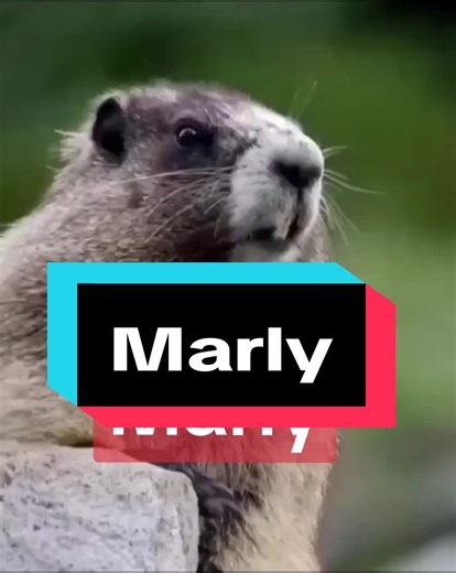 Funny Talking Squirrel Named Marly - Hilarious Video Compilation