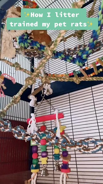 Litter Training Rats: A Comprehensive Guide