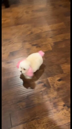 1.3K views · 31 reactions | Stomping activates the Zoomies | Stephanie Parker | Facebook