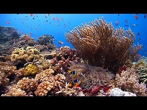 "Reefscapes: Nature's Aquarium" ambient underwater relaxing natural coral reefs & ocean nature HD