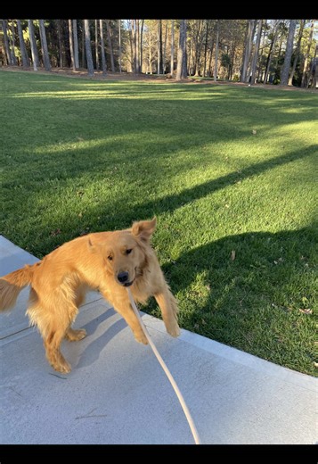 do golden retrievers even know they exist? #goldenretriever #funnydog #fyp #viral